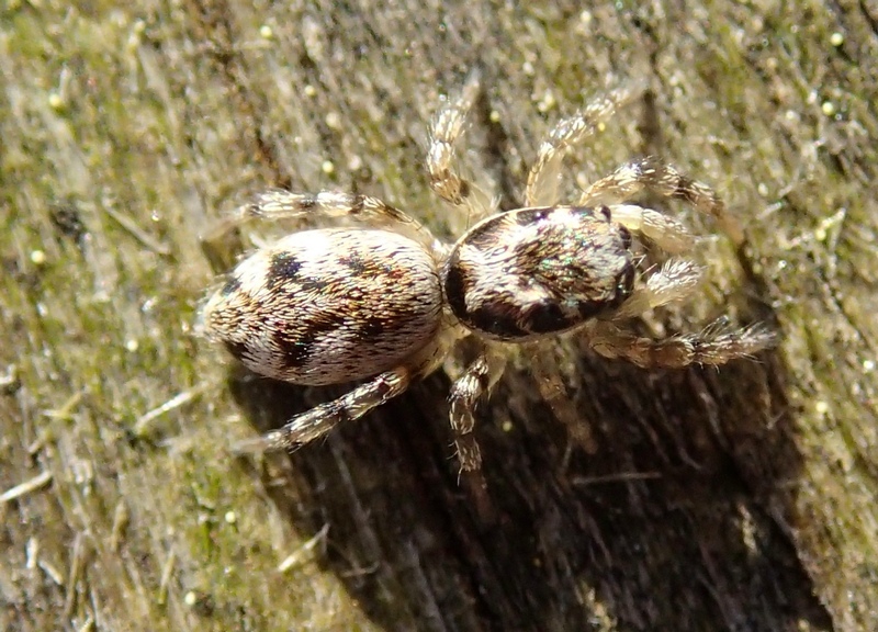 Salticus cf. cingulatus